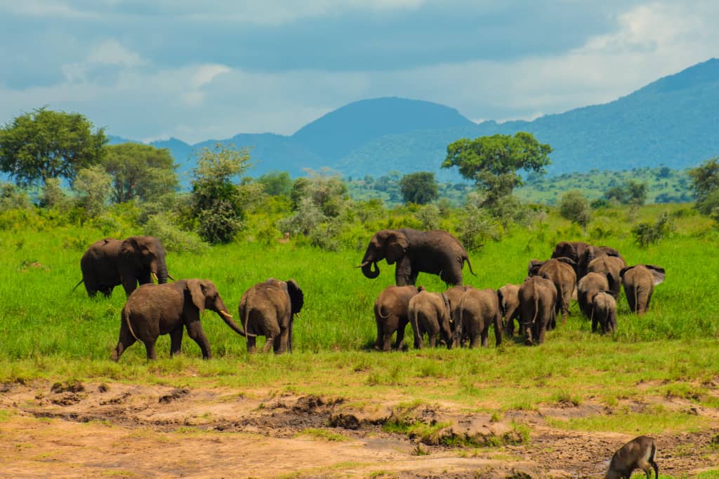 16-Day Escape to Uganda Safari