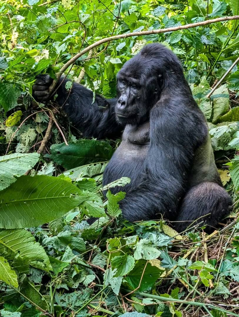 12-Day Best of Uganda Safari