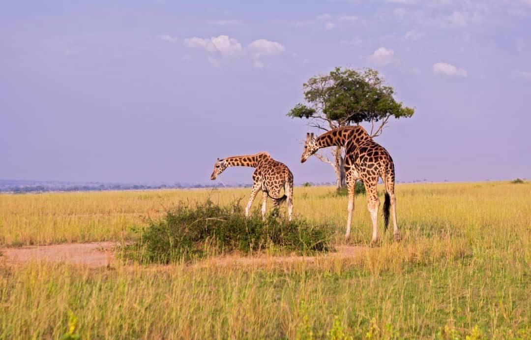 7-Day KENYA EXPERIENCE