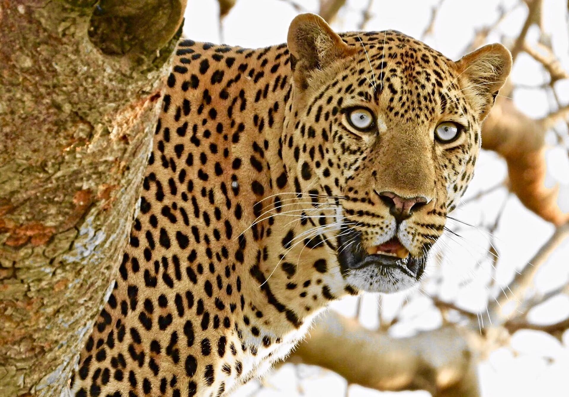 5-Day Masai Mara Special Wildebeest Migration Safari.