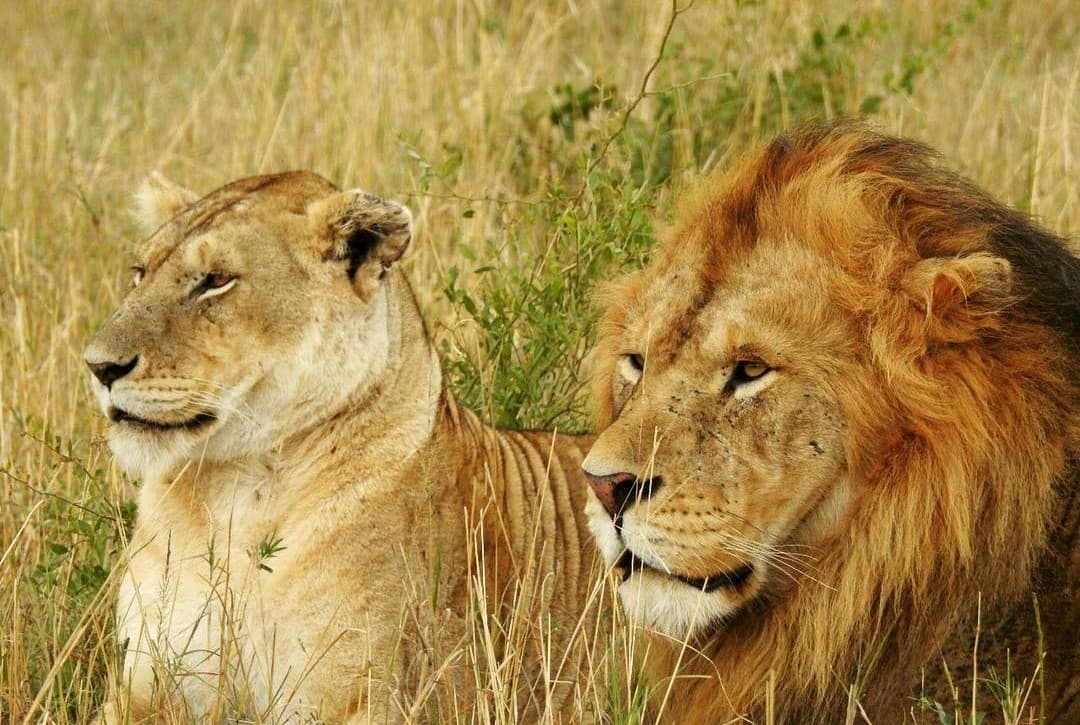 3-Day Masai Mara Wilderness Spectacle