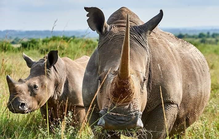 3-Day Olpejeta and Mount Kenya wilderness Splendour