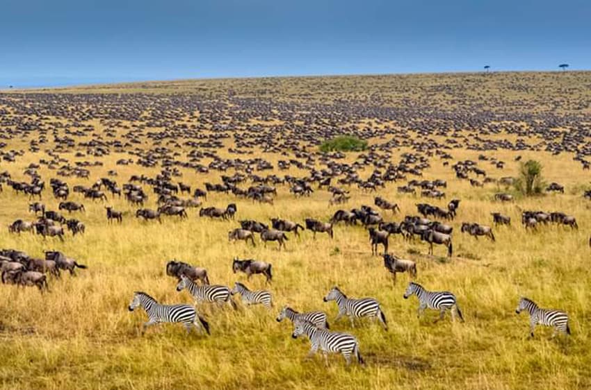 7-Day Premium Kenya Safari – Nakuru, Masai Mara, Naivasha & Amboseli with Guaranteed Window Seats