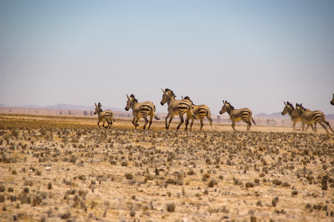 Namib-Naukluft National Park