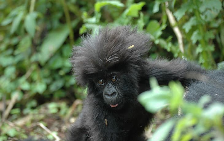 3-Day gorilla trekking safari