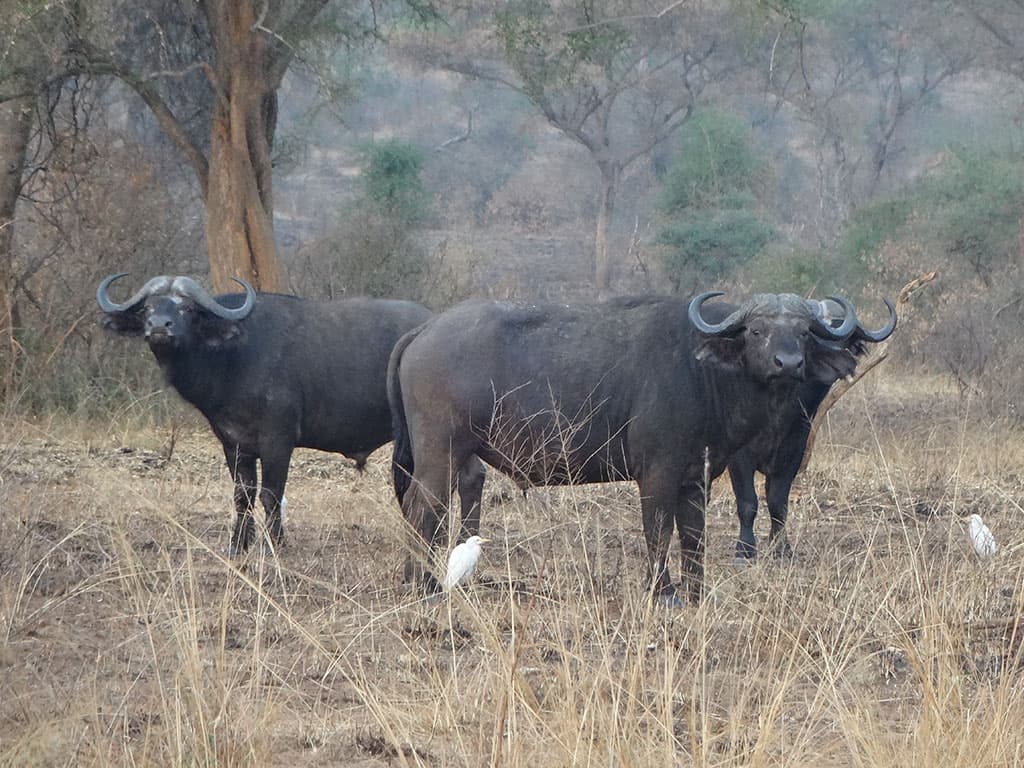 6-Day Uganda Primate Safari with Gorilla Chimpanzee and Wildlife Experiences