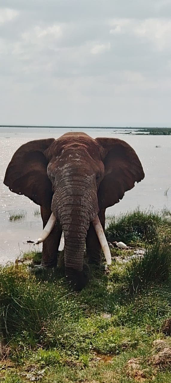 1-Day Day trip Amboseli National Park