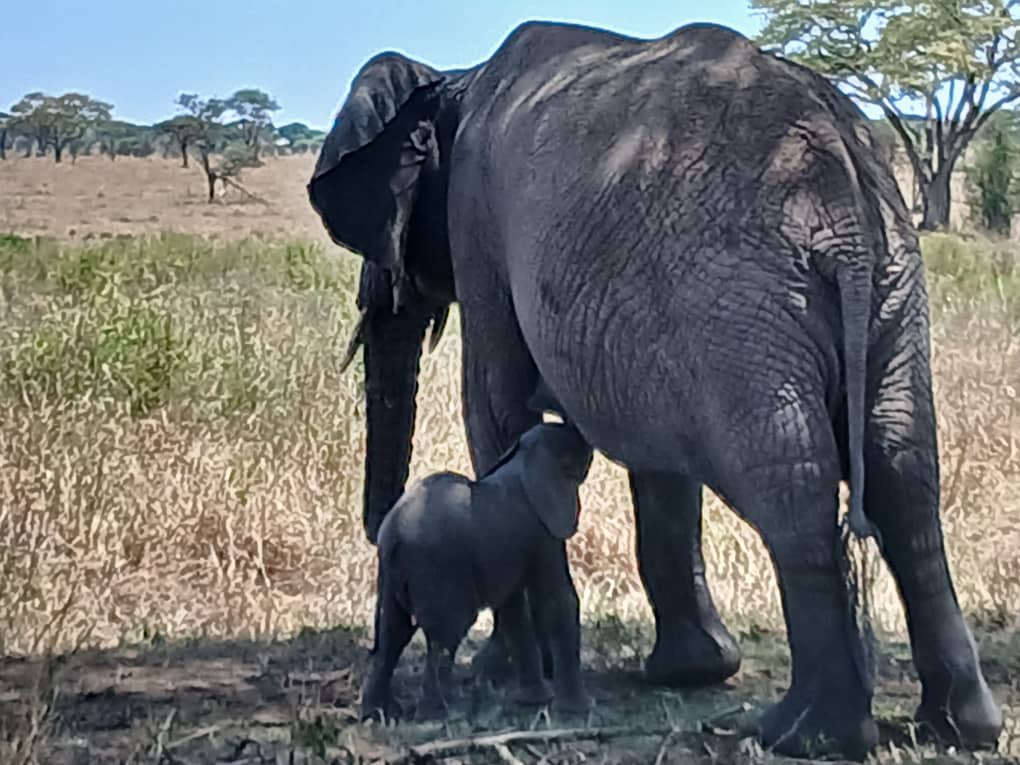 13-Day Tarangire, Manyara, Serengeti & Ngorongoro, Eyasi + Zanzibar Beach Safari