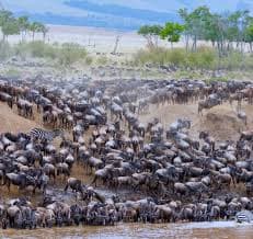 13-Day Great Migration Safari + Zanzibar Beach Holiday