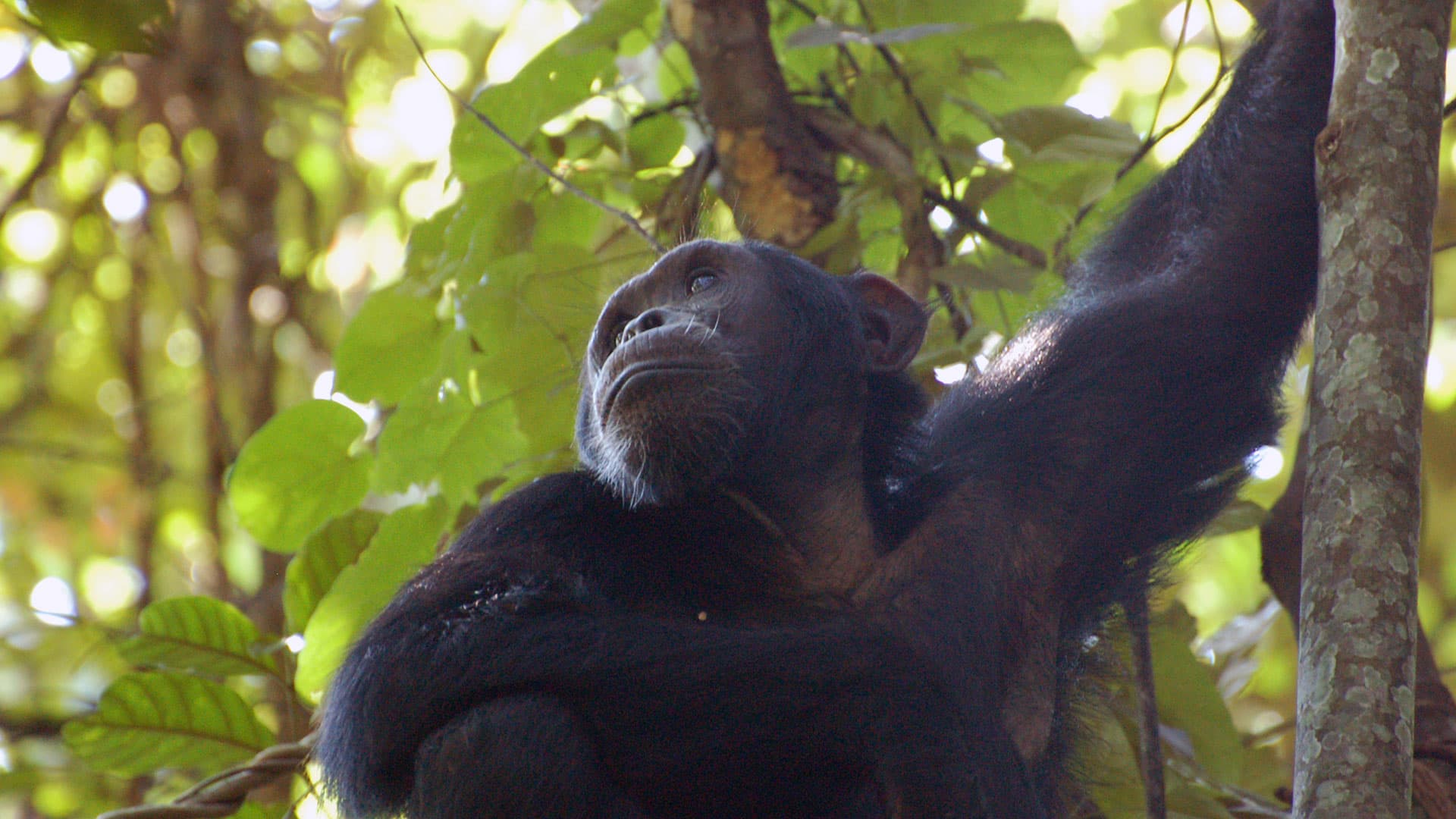 13-Day Primates Trekking and Wildlife Adventure Uganda - Gallery 3