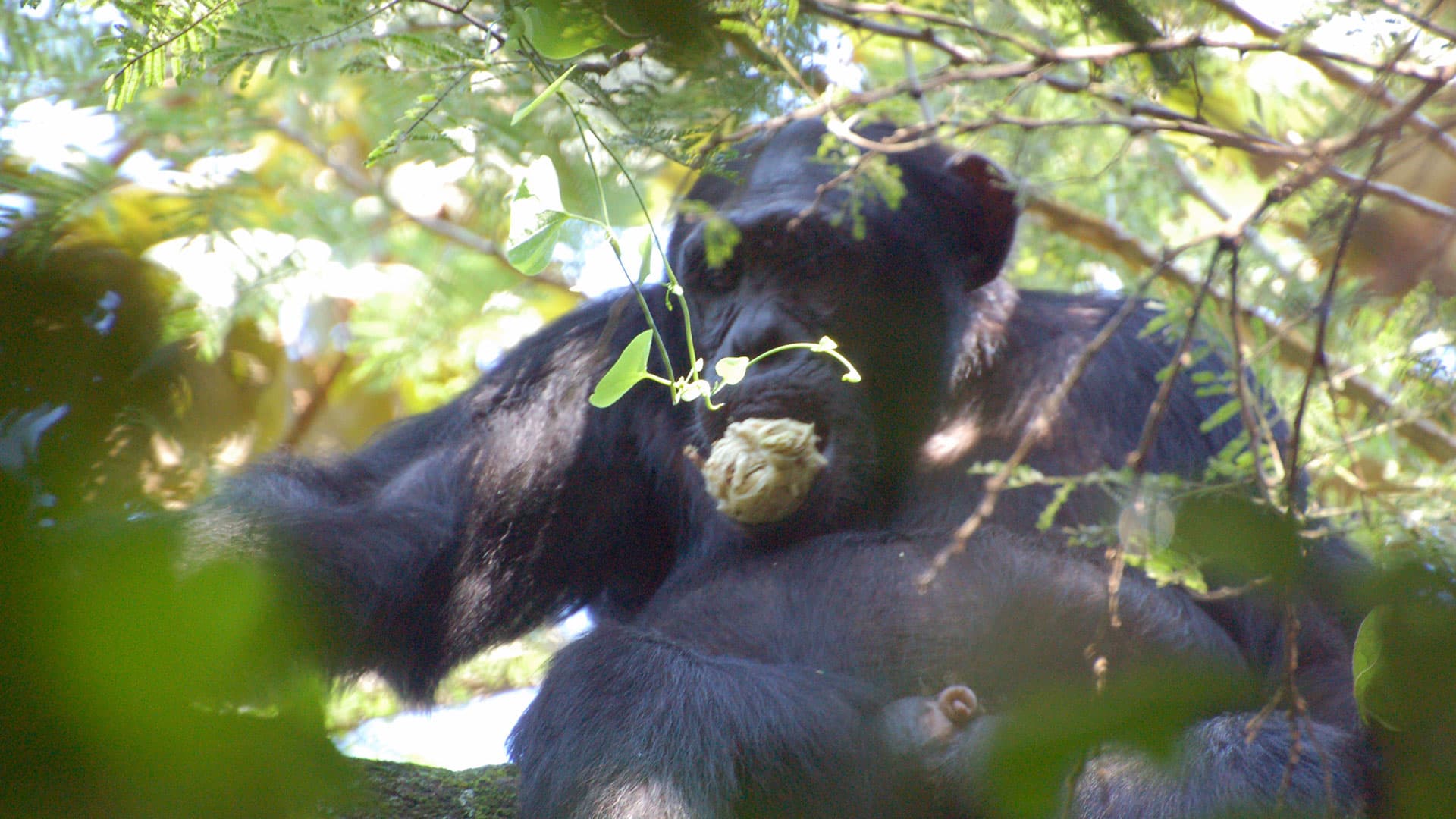13-Day Primates Trekking and Wildlife Adventure Uganda - Gallery 2