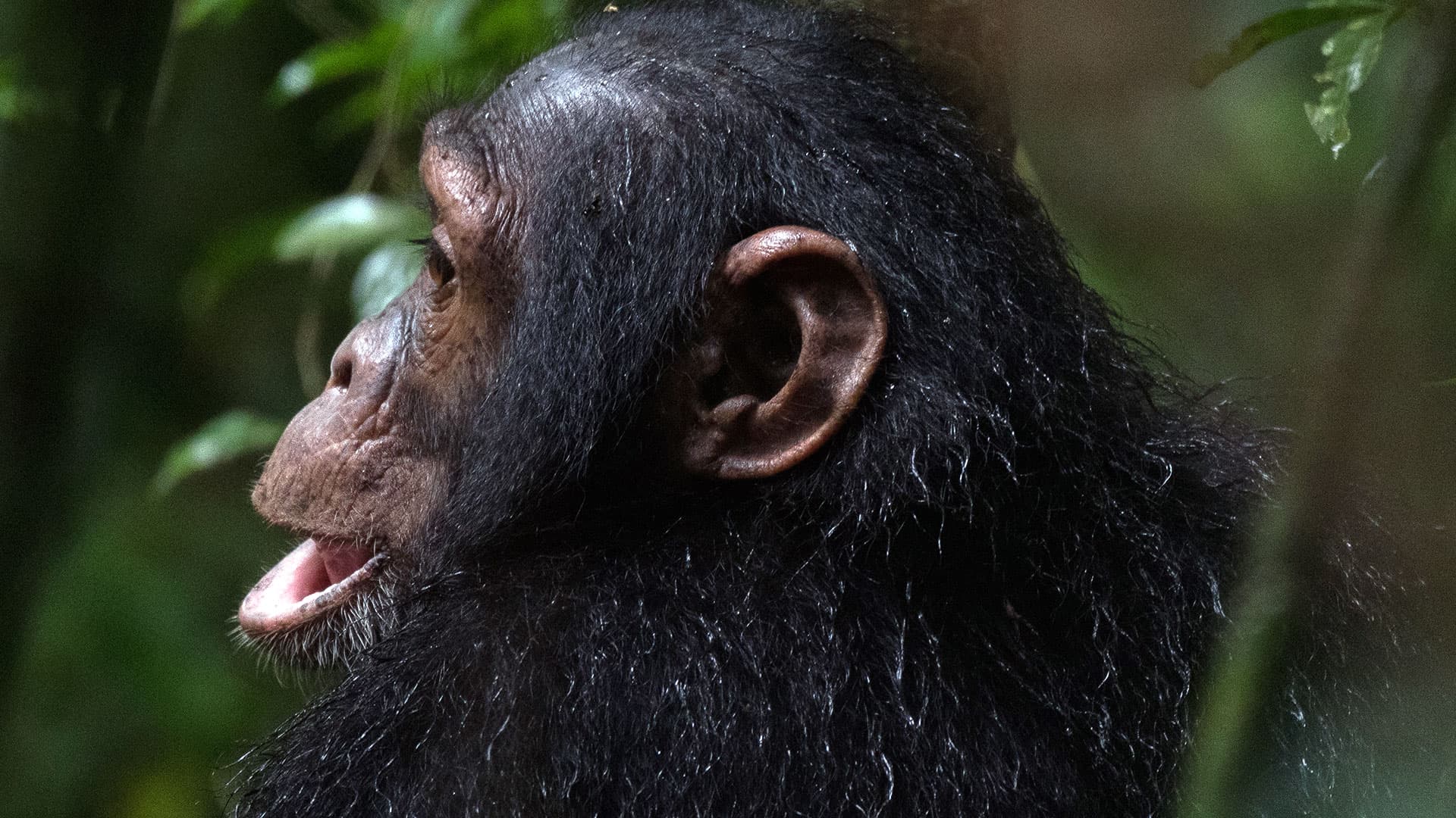 13-Day Primates Trekking and Wildlife Adventure Uganda