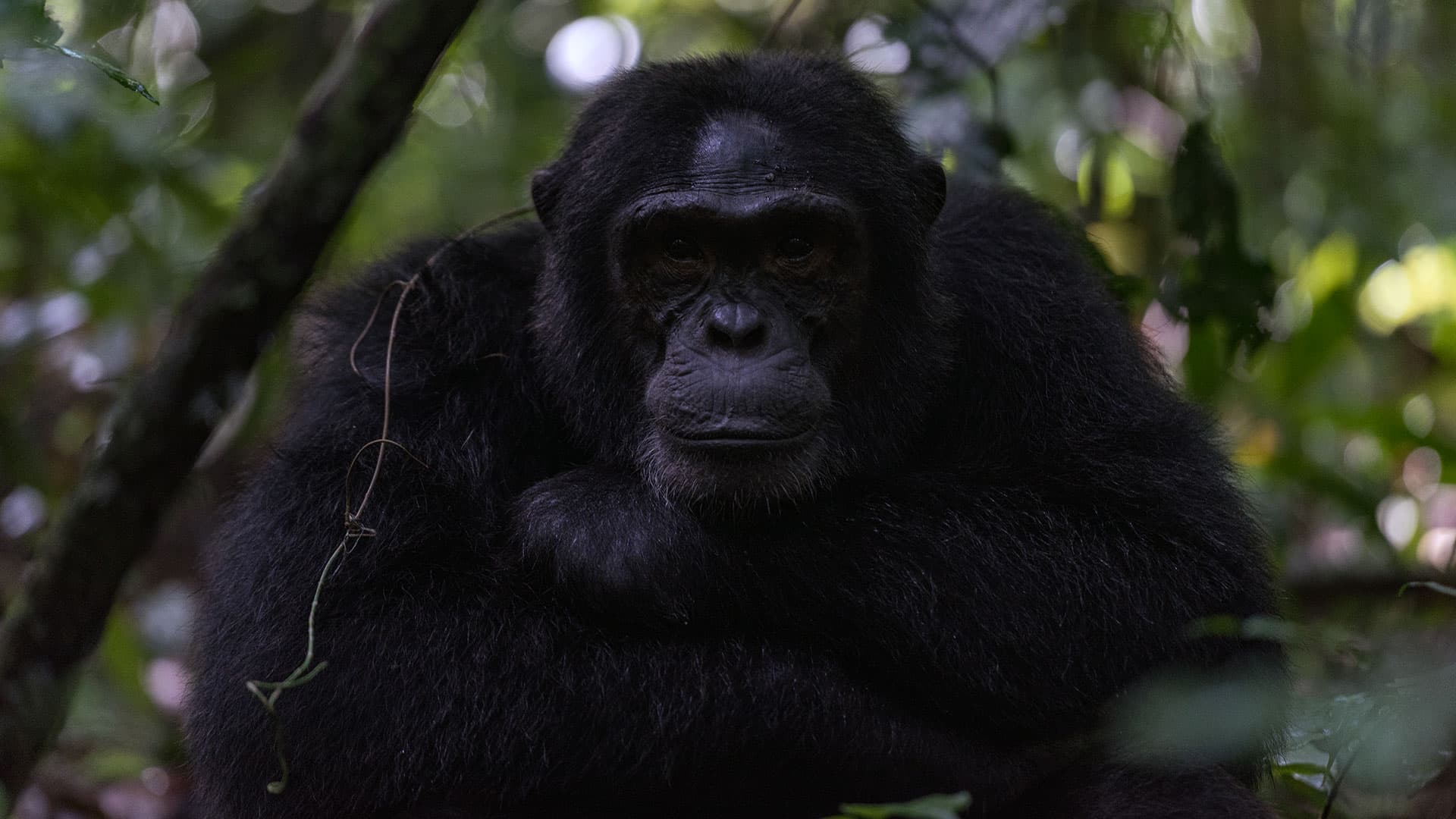 13-Day Primates Trekking and Wildlife Adventure Uganda - Gallery 1