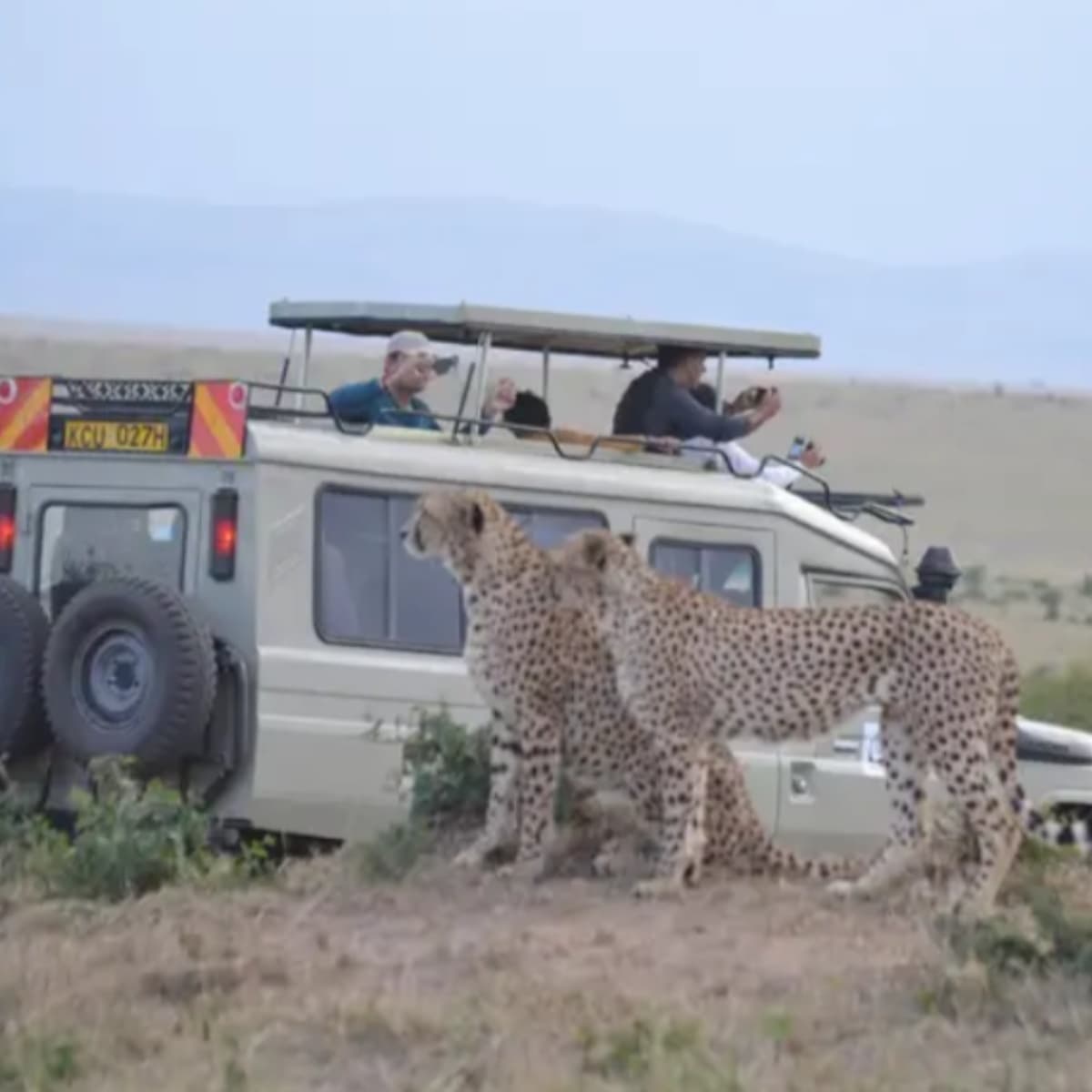 Budget Africa Safari