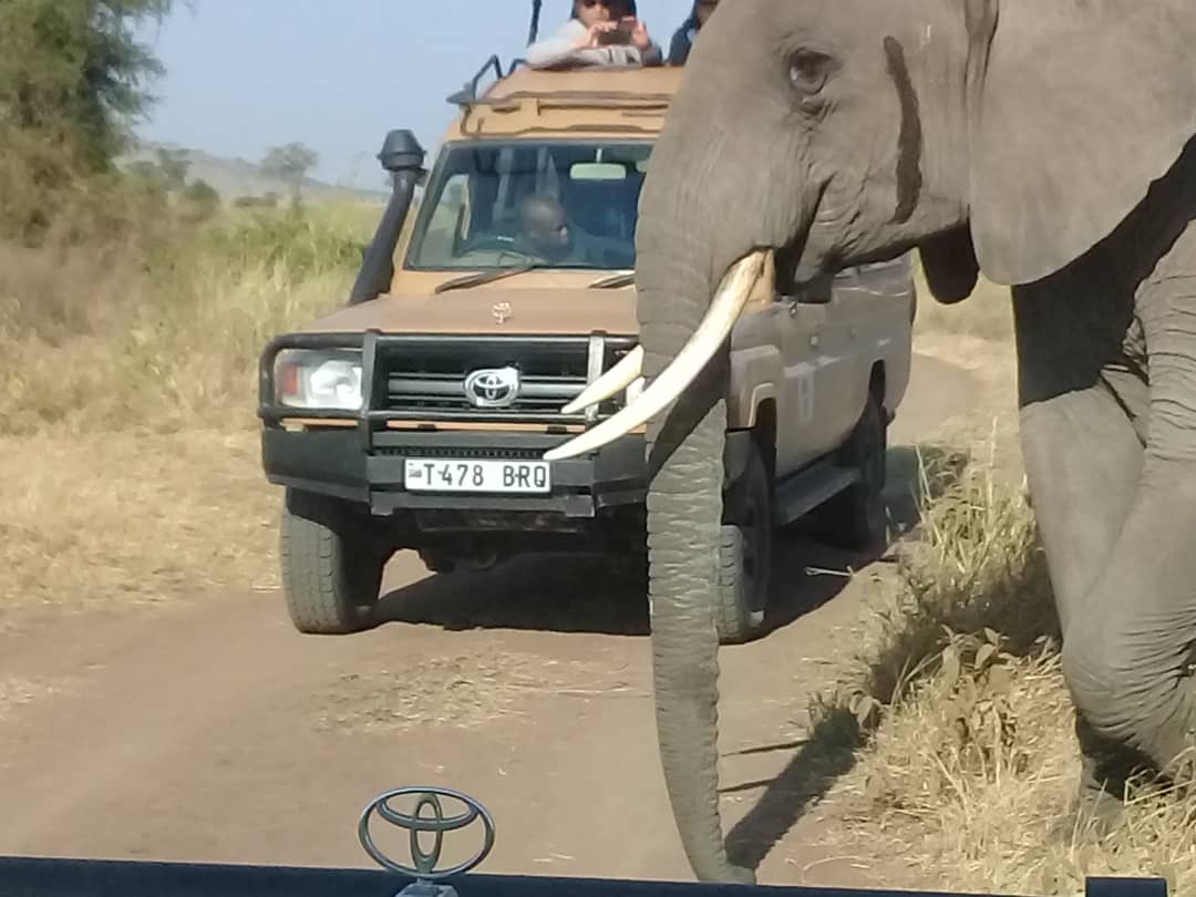 1-Day Day trip to Ngorongoro Crater