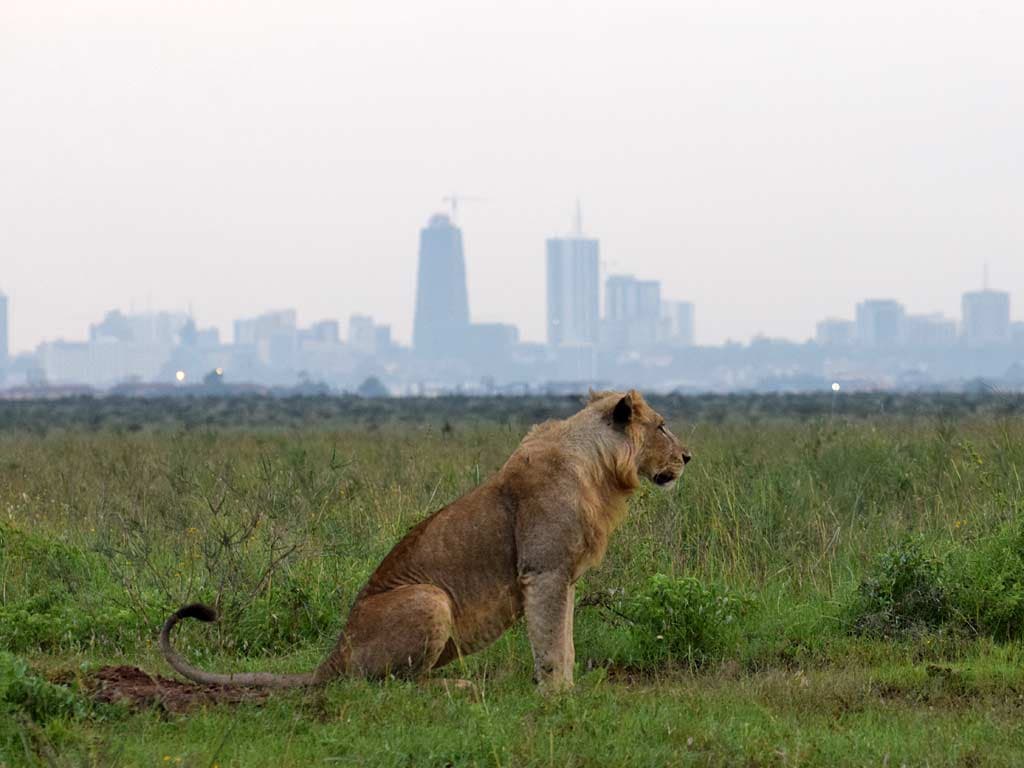 1-Day HALF MORNING GAME DRIVE NAIROBI NATIONAL PARK