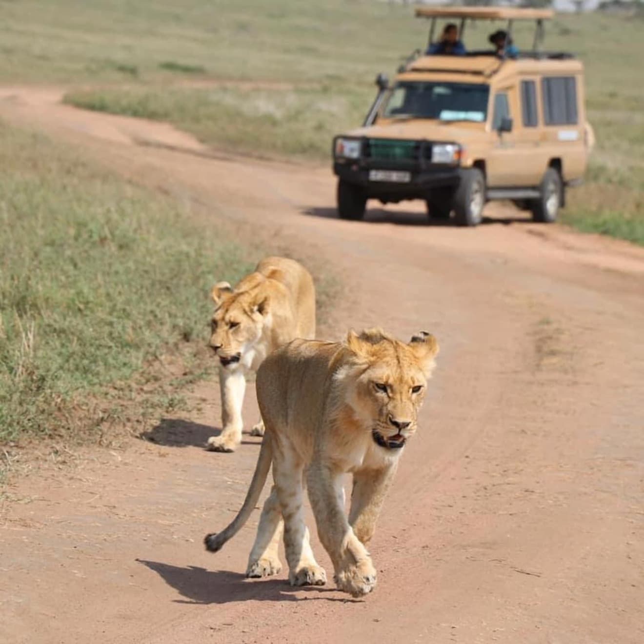 5-Day 5-Day Wildebeest Migration Ndutu Safari Adventure