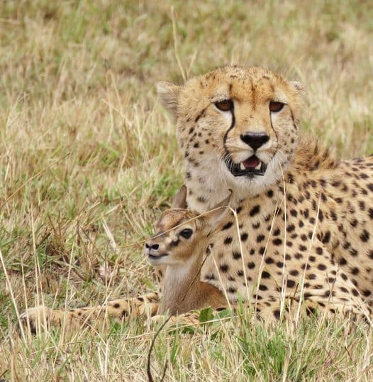 6-Day “6-Day Classic Budget Safari in Northern Tanzania