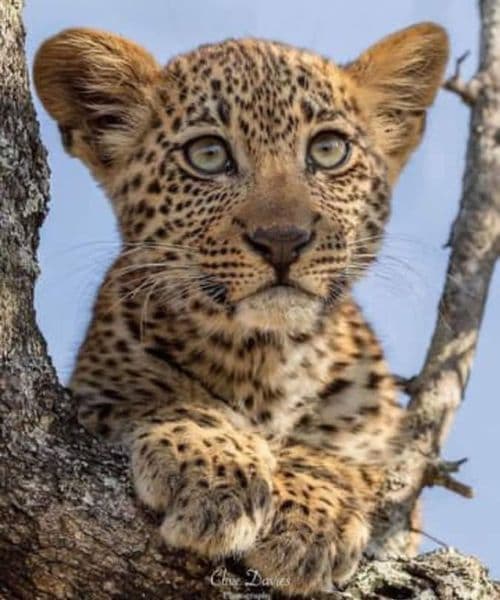 7-Day Mid-Luxury Epic Adventure (3 Nights Serengeti)
