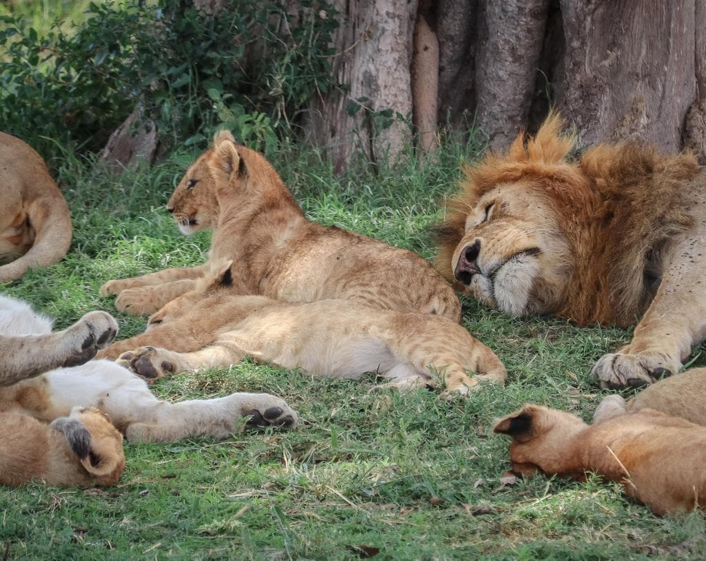 8-Day Majestic Tanzania Safari