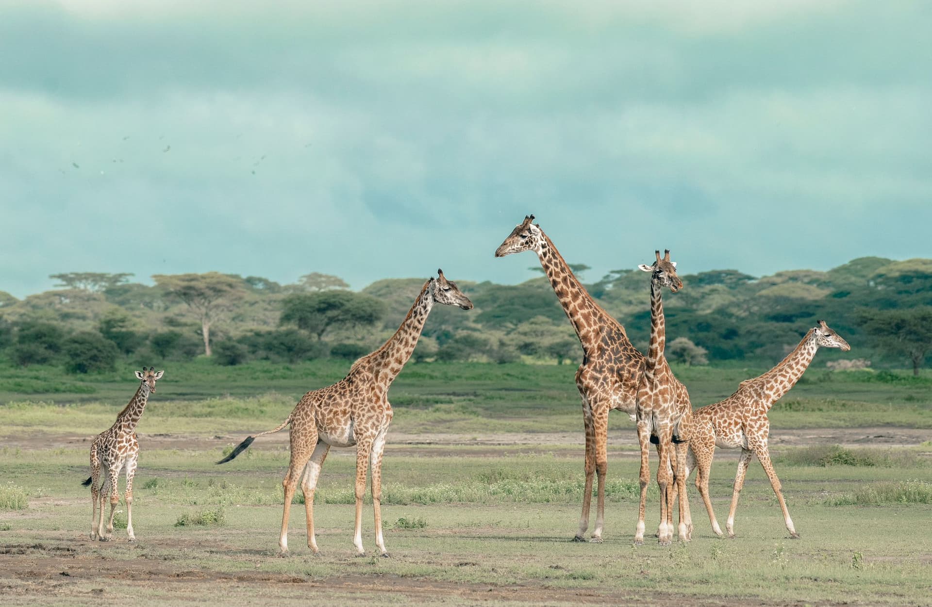 12-Day Tanzania and Zanzibar Safari