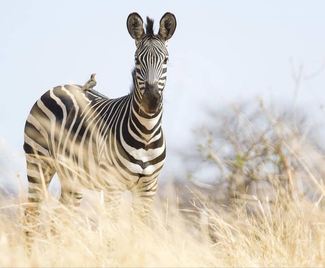 5-Day The Best of Nyerere (Selous) & Mikumi Safari