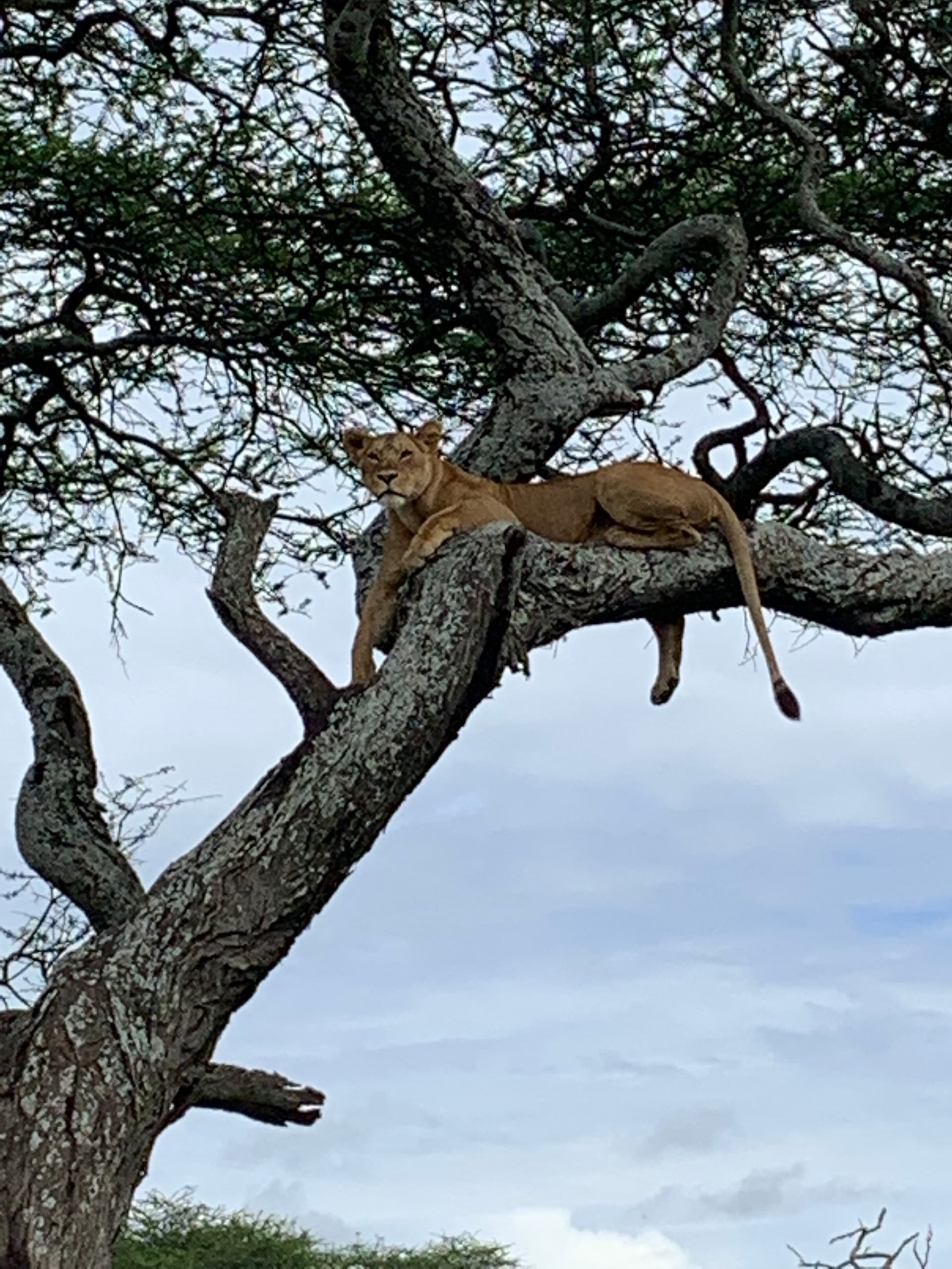 8-Day Northern Tanzania Signature Safari, Beyond the Classic Route