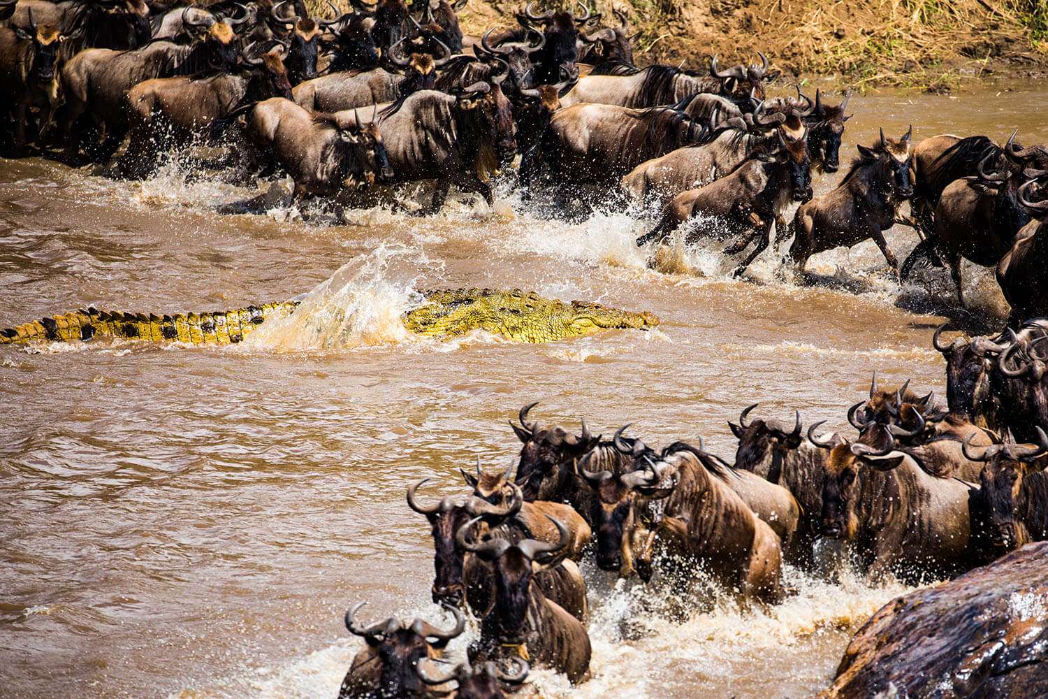 9-Day Chasing the Great Migration: 9-Day Luxury Safari in Tanzania
