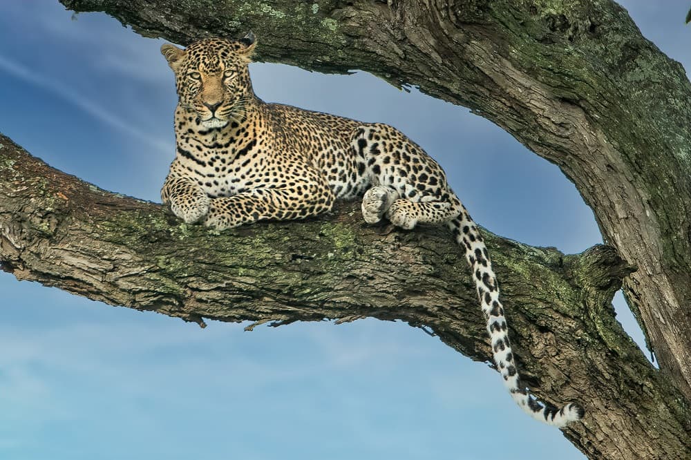 8-Day Explore Wildlife in Tanzania's National Parks & Zanzibar Island Relaxation & Enjoyment