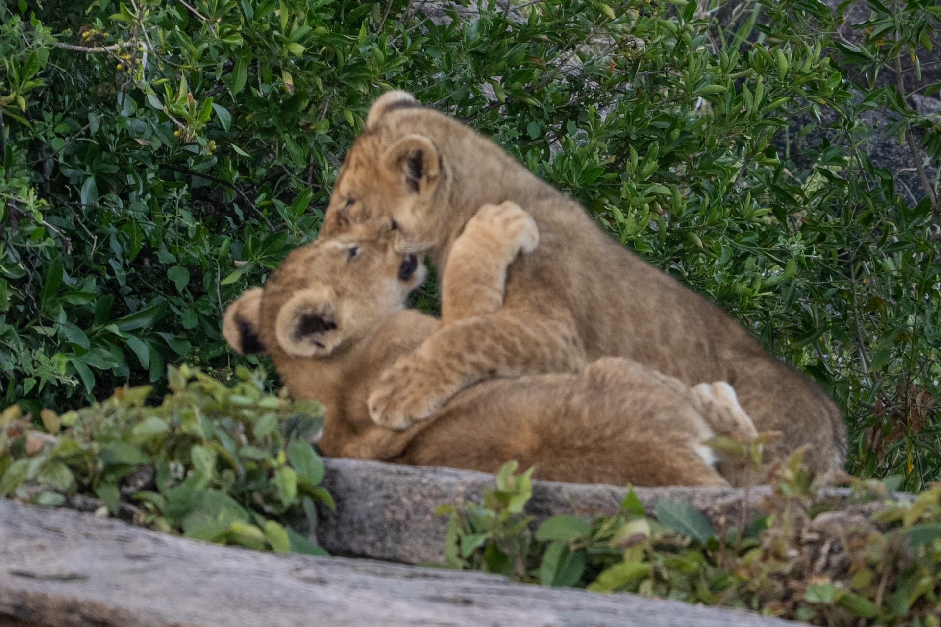 5-Day DAYS TANZANIA MEMORABLE TANZANIA WILDLIFE SAFARI