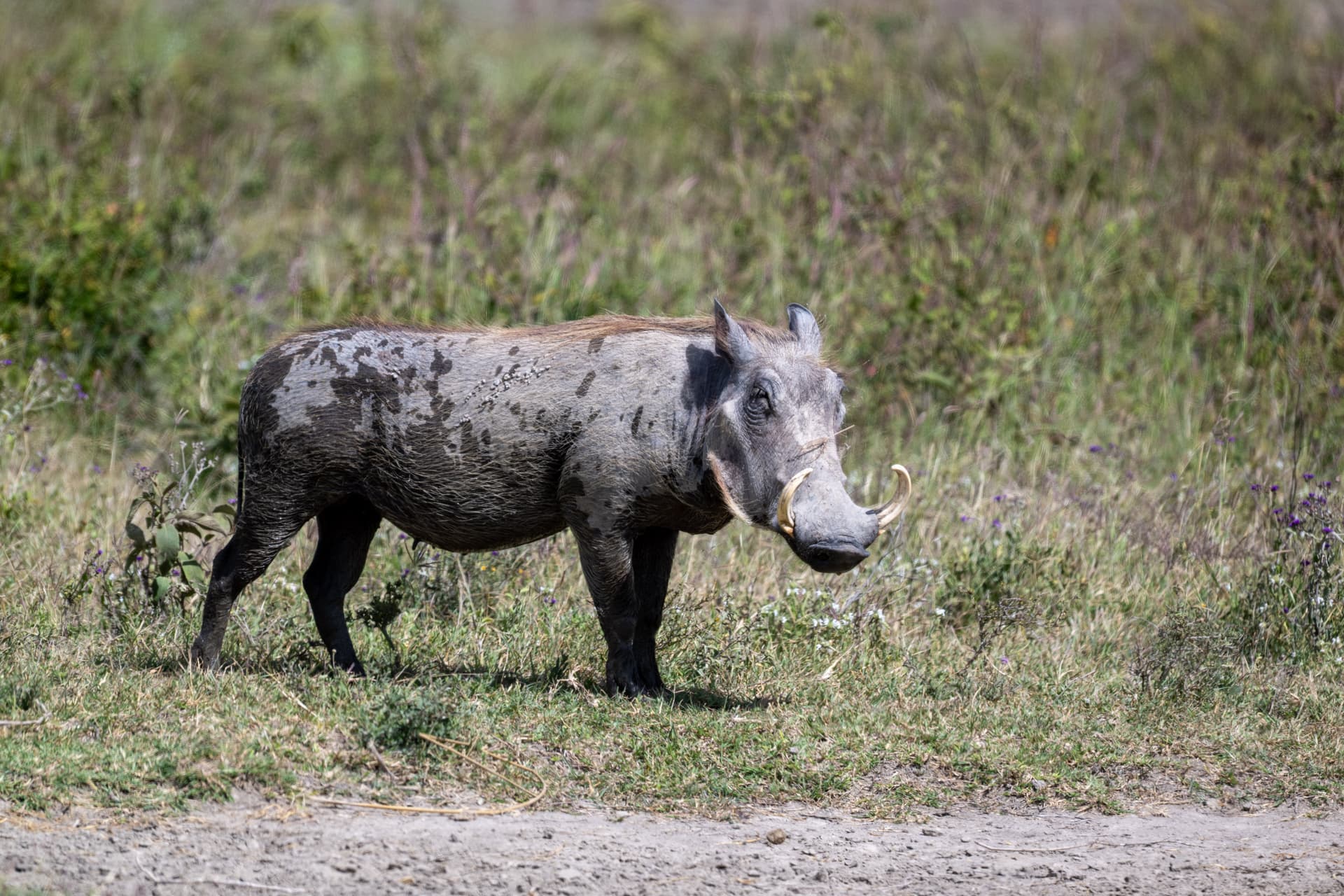 6-Day TANZANIA MID LUXRY- HIGH WILDLIFE SAFARI