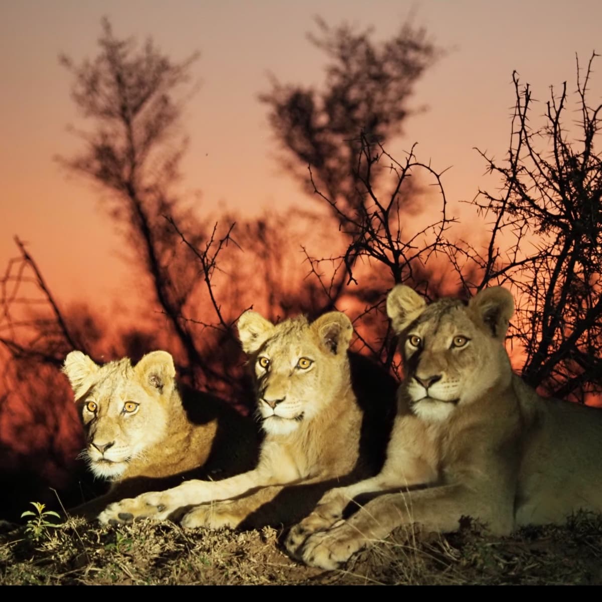 Unfold Africa Travel Safaris