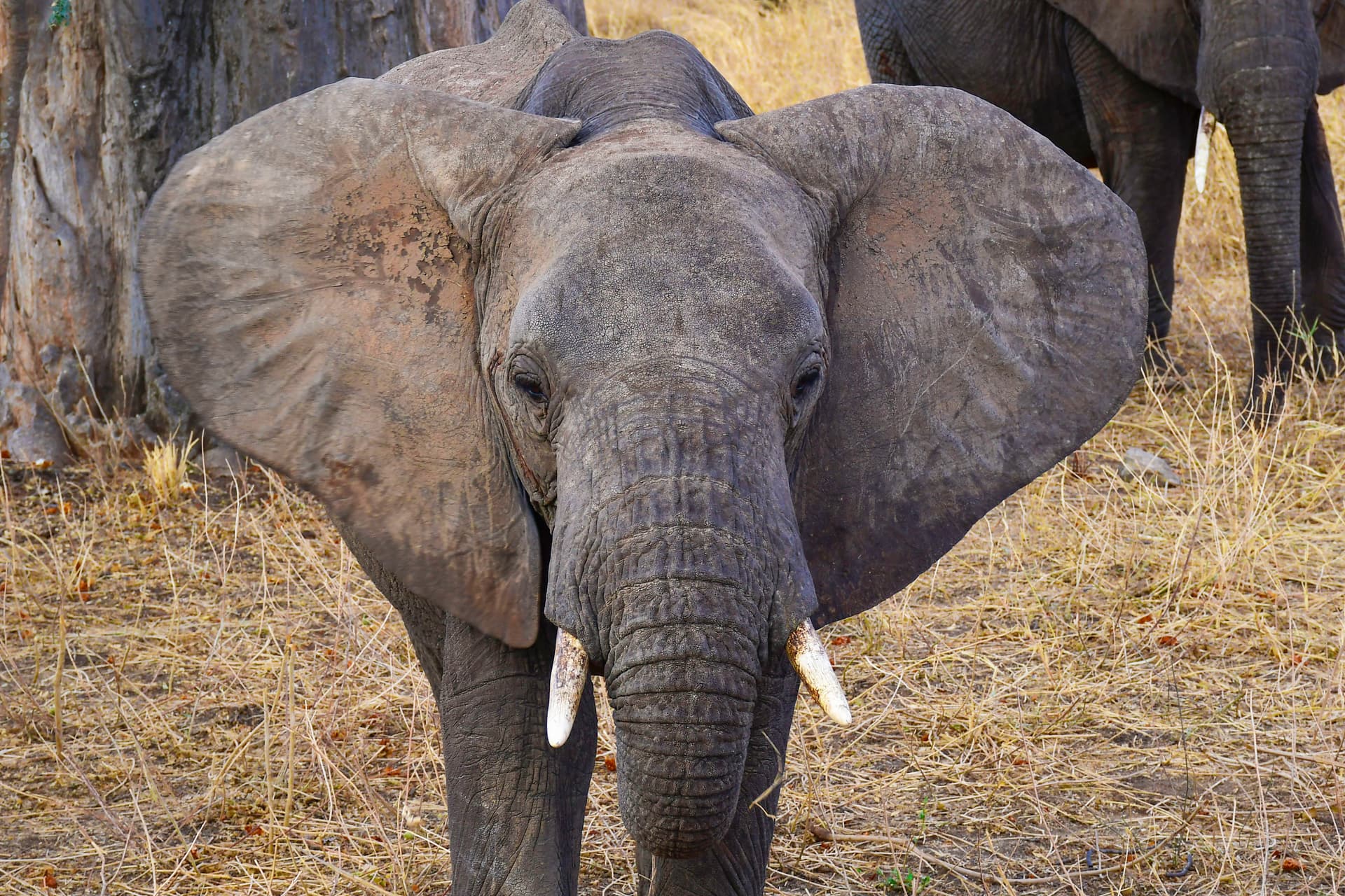 5-Day GREAT MIGRATION AT MARA RIVER CROSSING