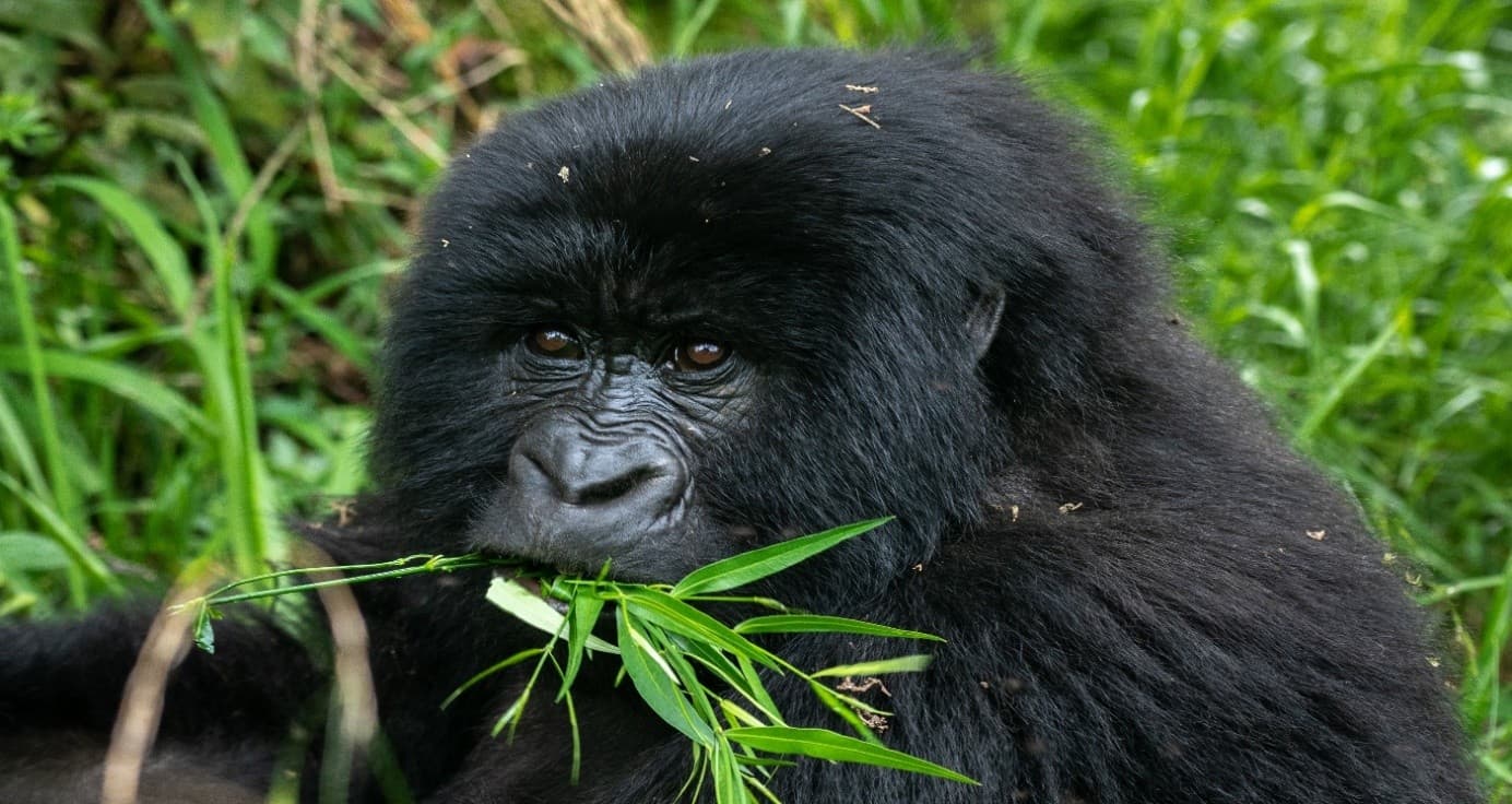 4-Day GorillaTrekking Safari in Rwanda