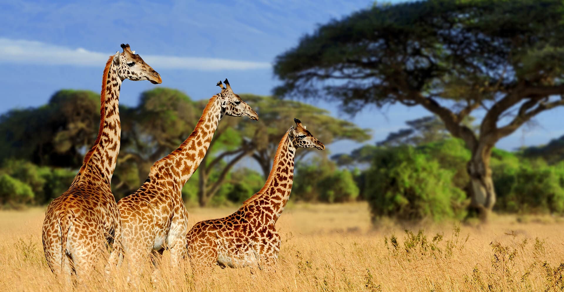 7-Day Tanzania Luxury Safari (Drive-in, Fly-out)