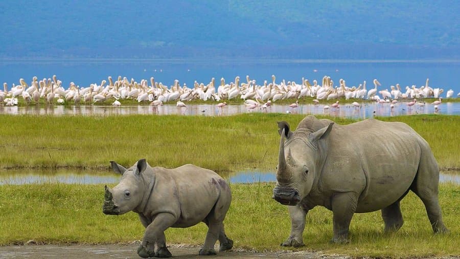 4-Day Rhino Private Safari