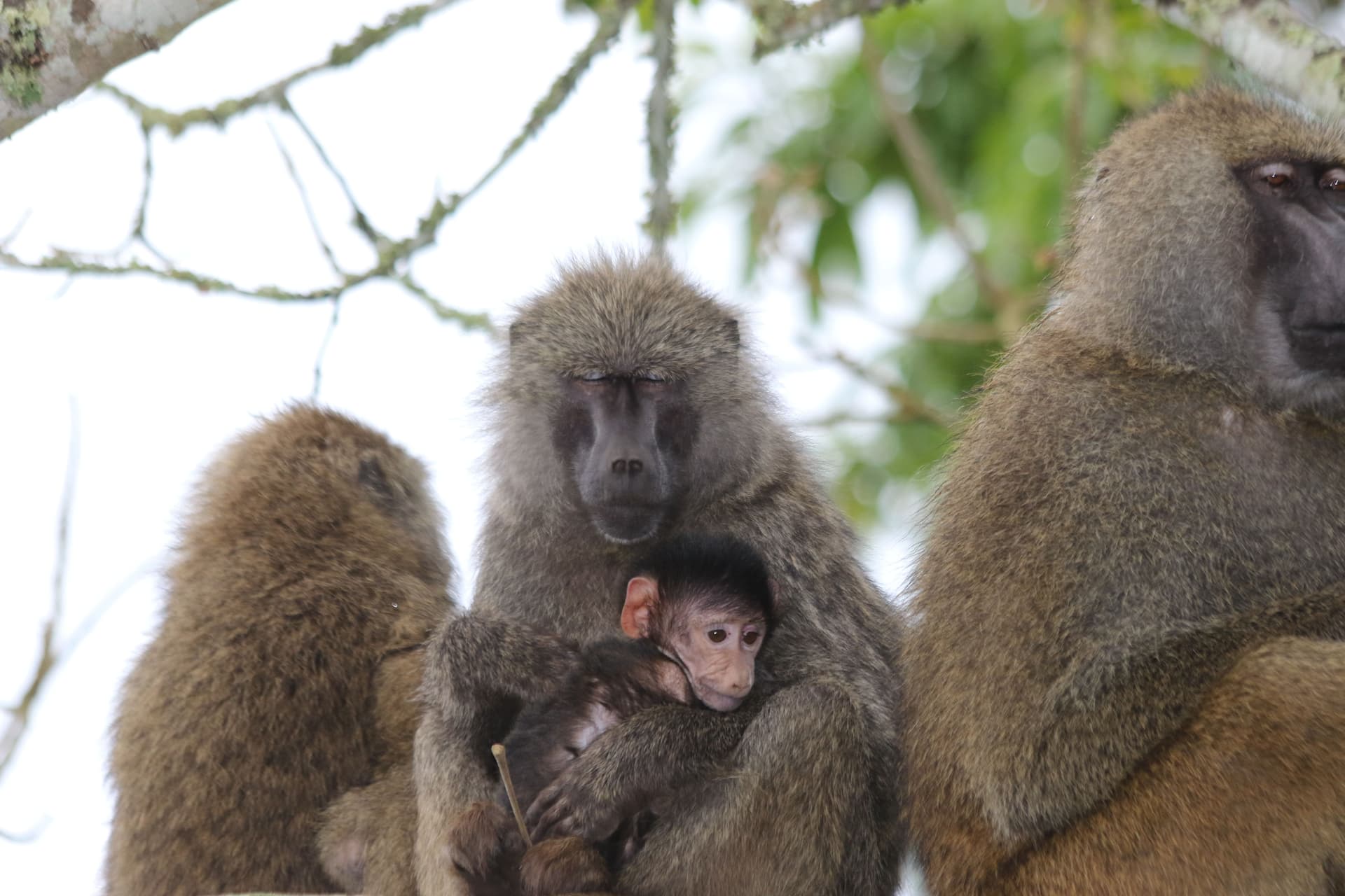 7-Day TANZANIA CLASSIC WILDEBEEST MIGRATION RIVER CROSSING SAFARI