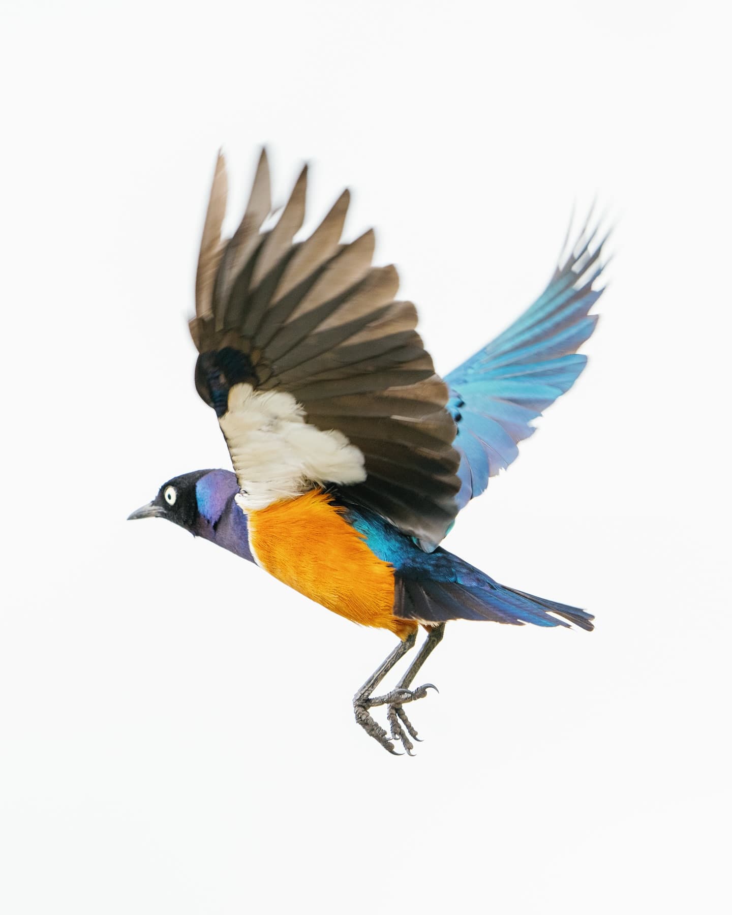 4-Day Private Tarangire & Ngorongoro Escape