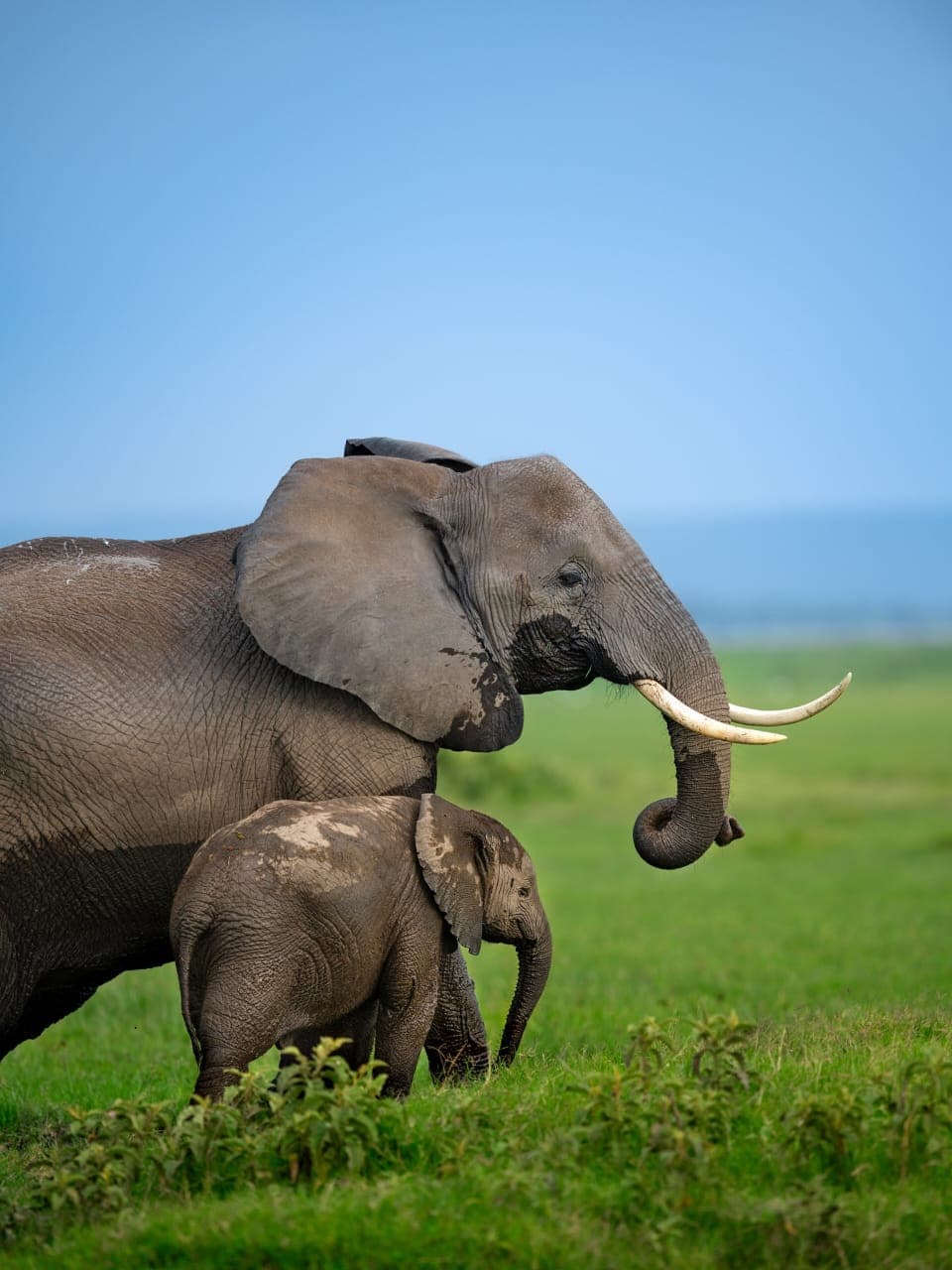 3-Day Classic Fly-In Safari to Serengeti & Ngorongoro