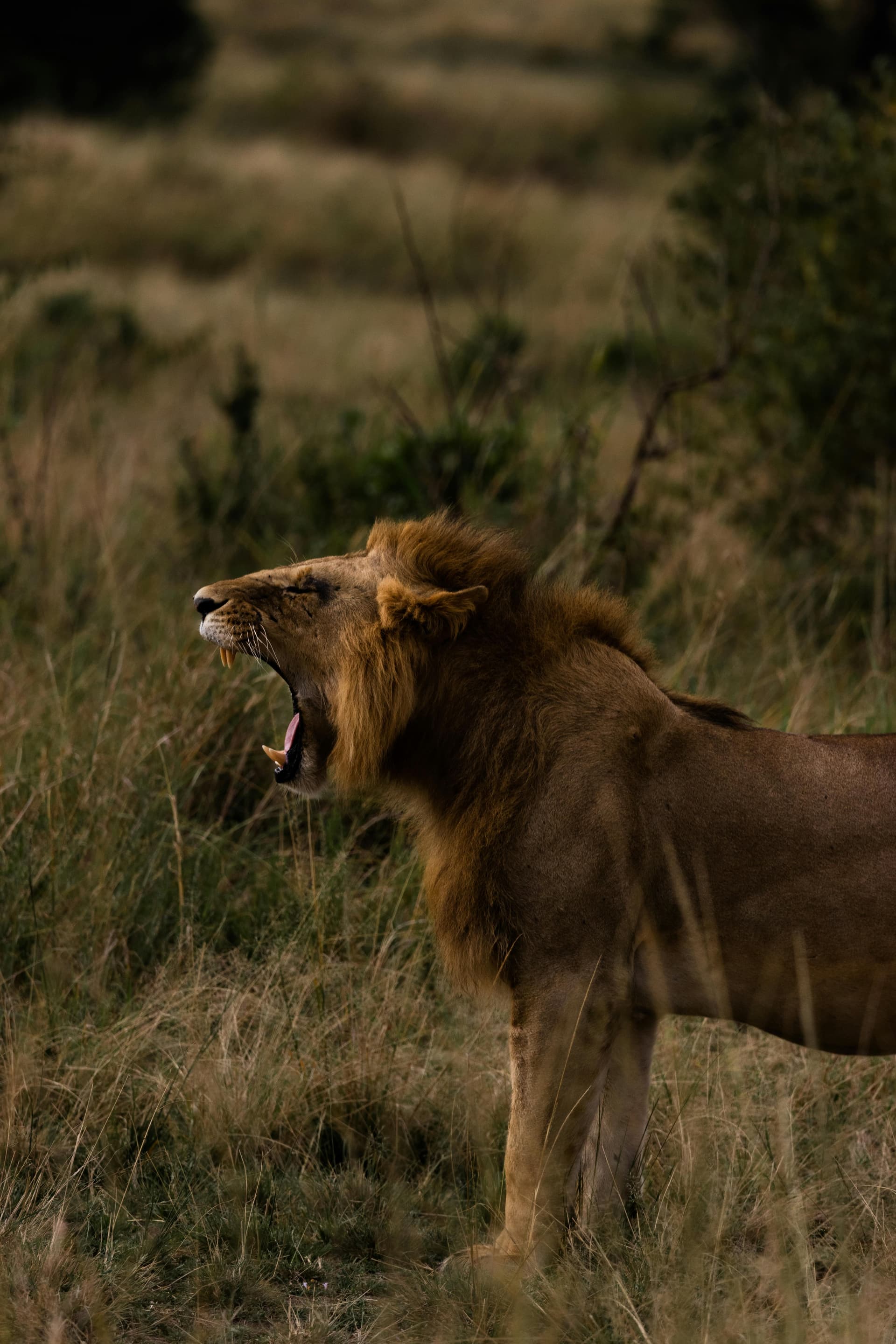 5-Day 5 Day Masai Mara, Lake Nakuru -Naivasha Group - Main