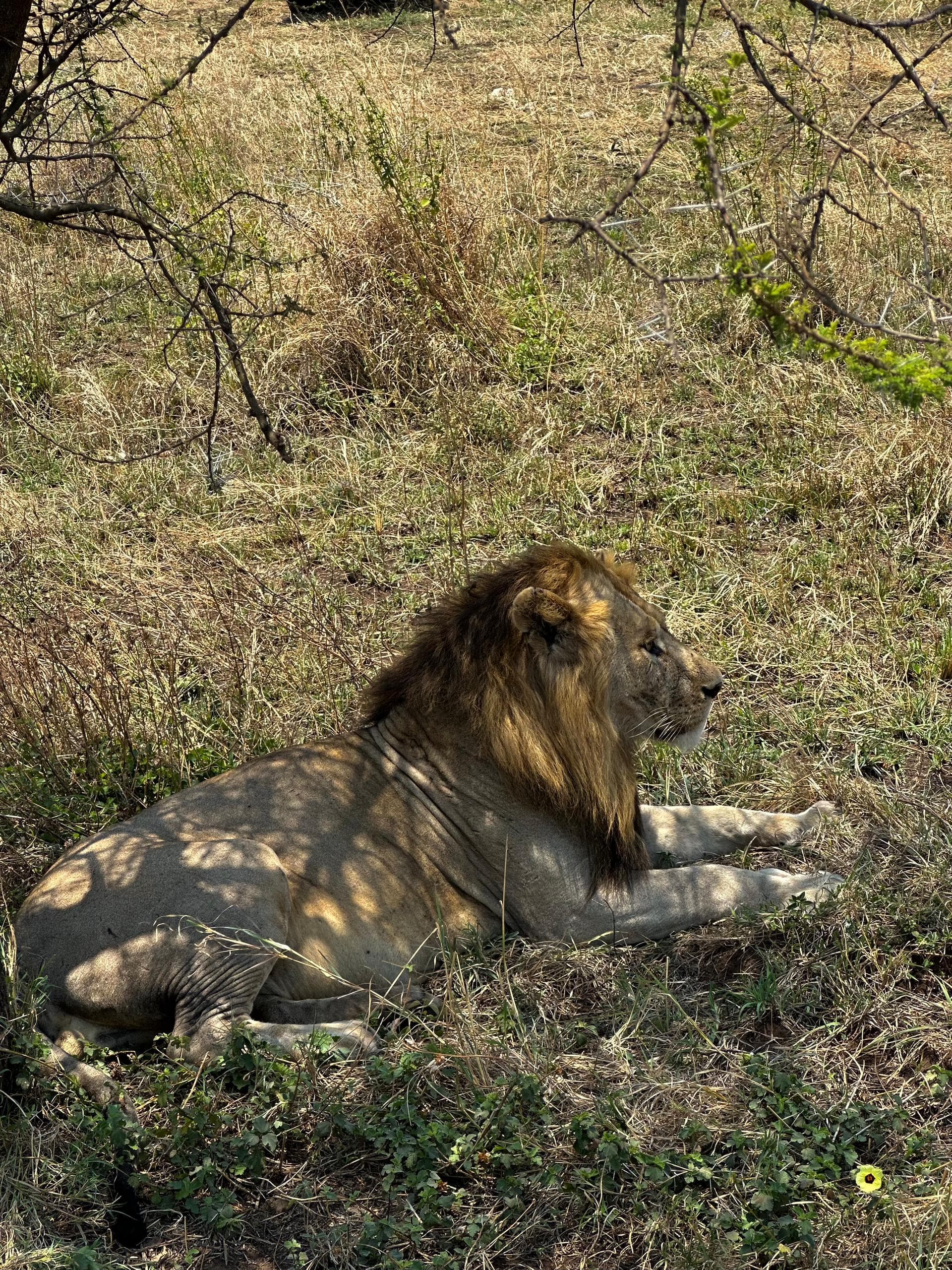 11-Day Tarangire, Manyara, Serengeti & Ngorongoro Safari + Zanzibar Beach Holiday