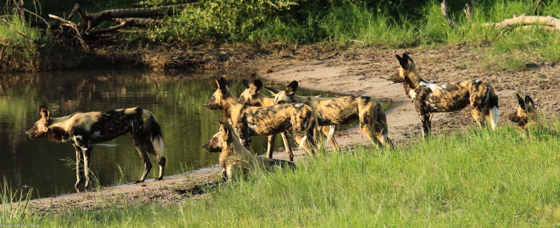 10-Day Hwange - Victoria Falls- Chobe and Okavango Delta Budget Safari