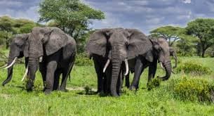 10-Day Wildlife Expedition and Zanzibar Beach Holiday Safari
