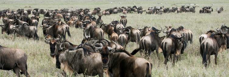5-Day Wildebeest Migration Safari Crossing Mara River