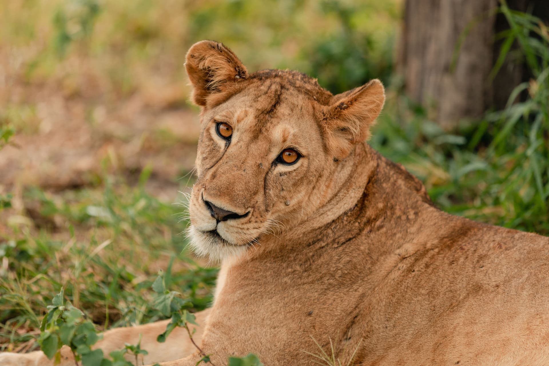 1-Day TARANGIRE NATIONAL PARK