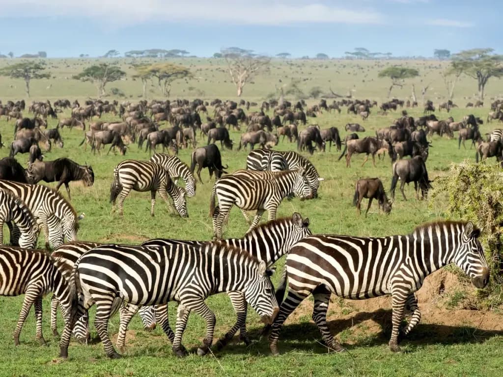 7-Day Wonderful Tanzania Safari to Serengeti & Beyond