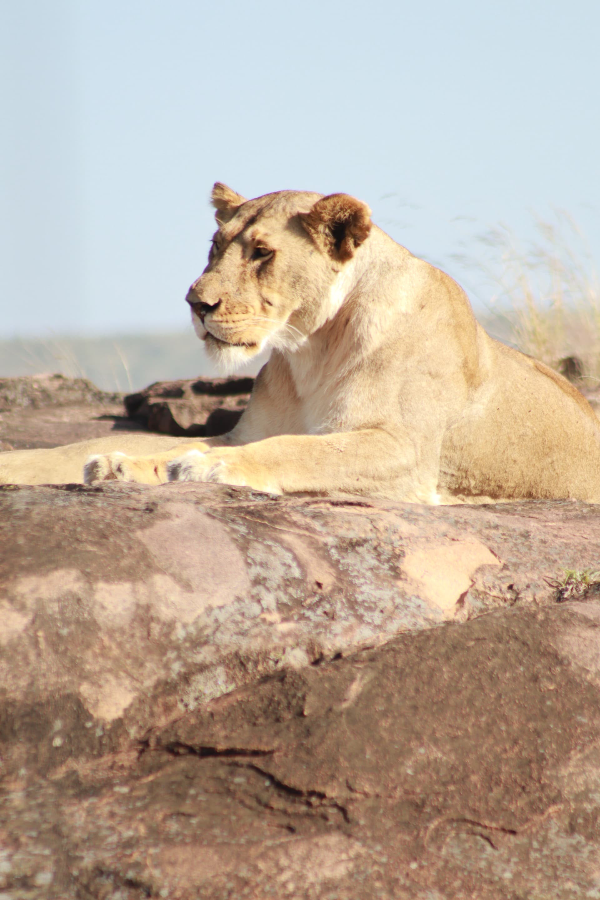 5-Day Lake Nakuru, Masai Mara & Lake Naivasha Safari - Gallery 4