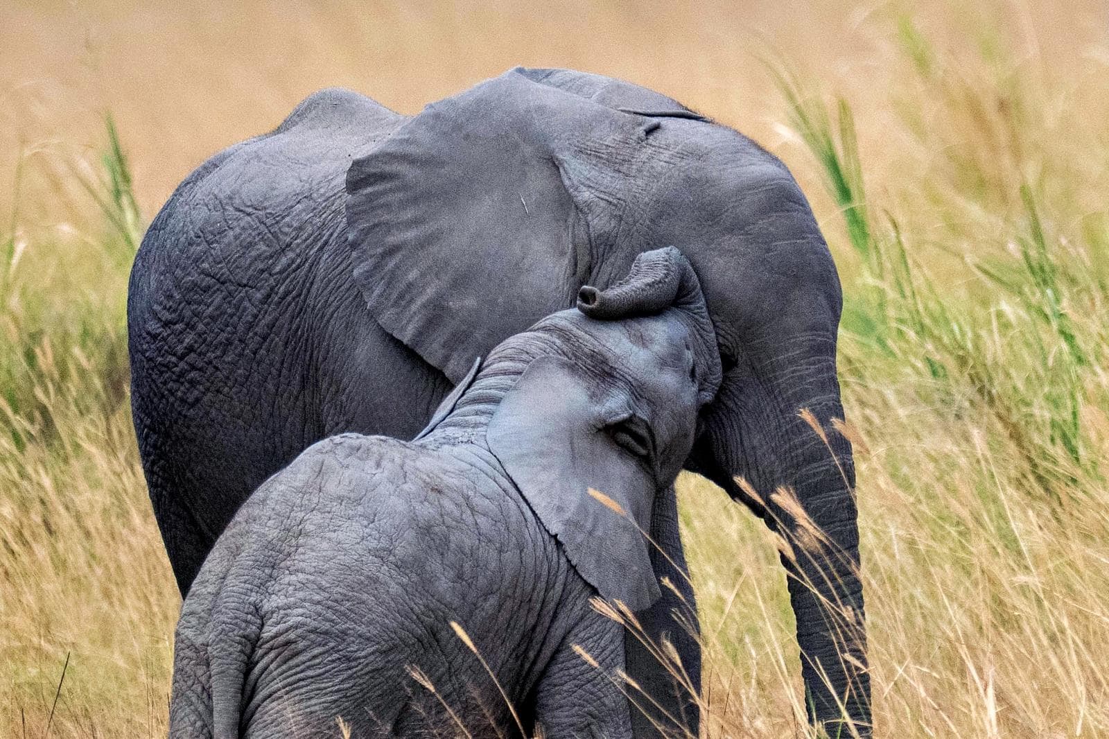 5-Day Lake Nakuru, Masai Mara & Lake Naivasha Safari - Gallery 3