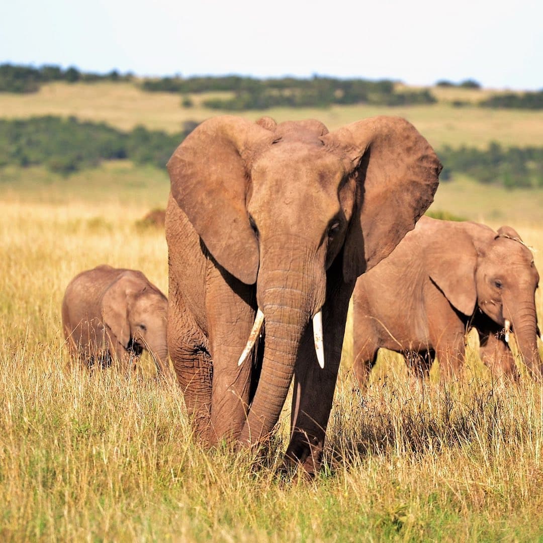 2-Day Amboseli Safari Adventure