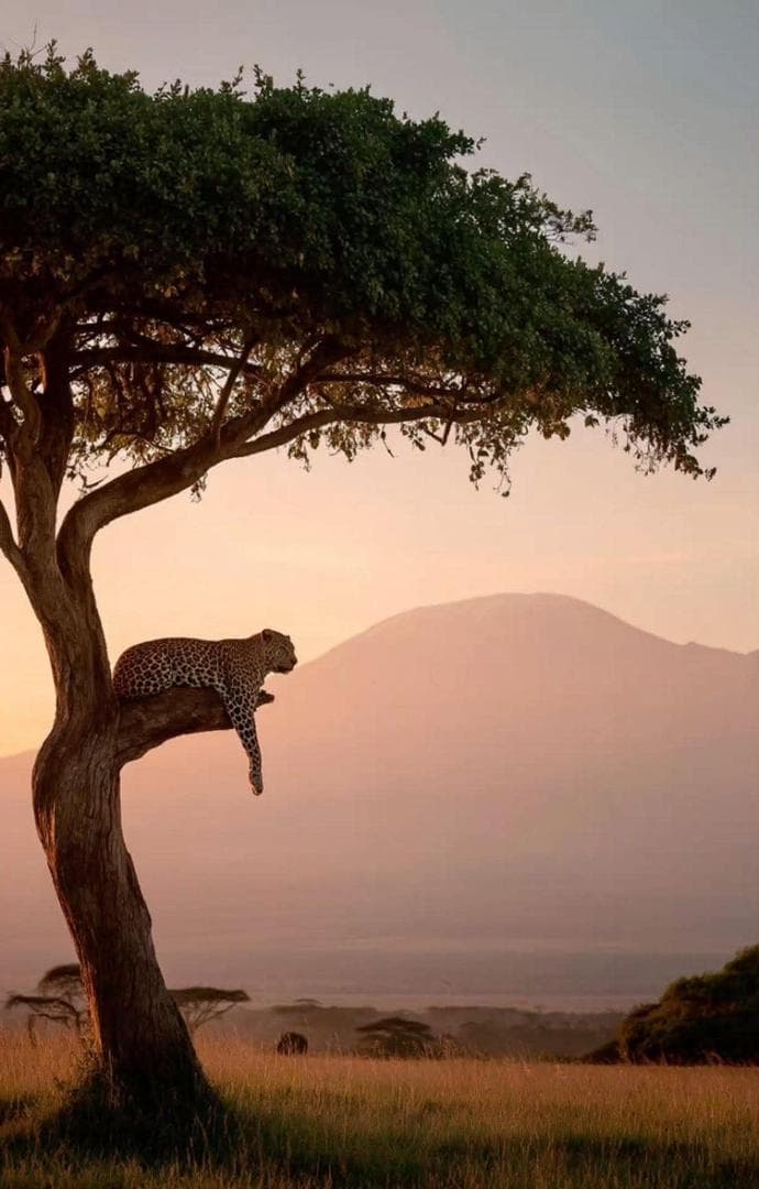 5-Day Drive in/Fly out Serengeti, Tarangire & Ngorongoro